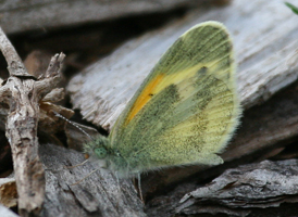 Dainty Sulphur